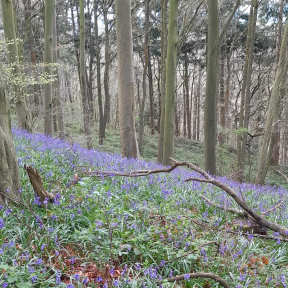bluebells in the woods